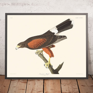 Falco della Louisiana di John James Audubon, 1827 