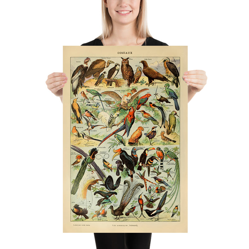 Uccelli (2) di Adolphe Millot 1890 - Pappagalli, Falchi, Uccelli Tropicali 