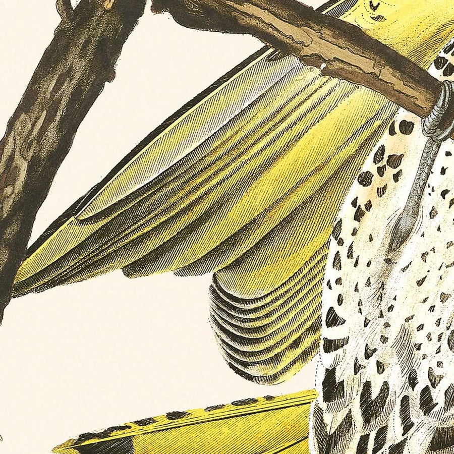 Picchio dalle ali dorate di John James Audubon, 1827 
