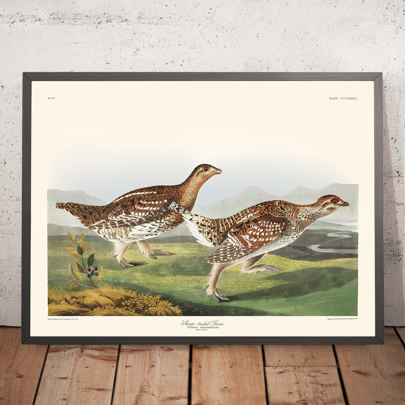 A framed image of Sharp-tailed Grouse by John James Audubon, 1827