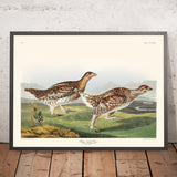 Sharp-tailed Grouse by John James Audubon, 1827