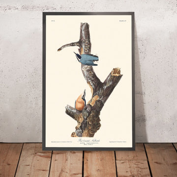 Rotbrustnuthatch von John James Audubon, 1827 