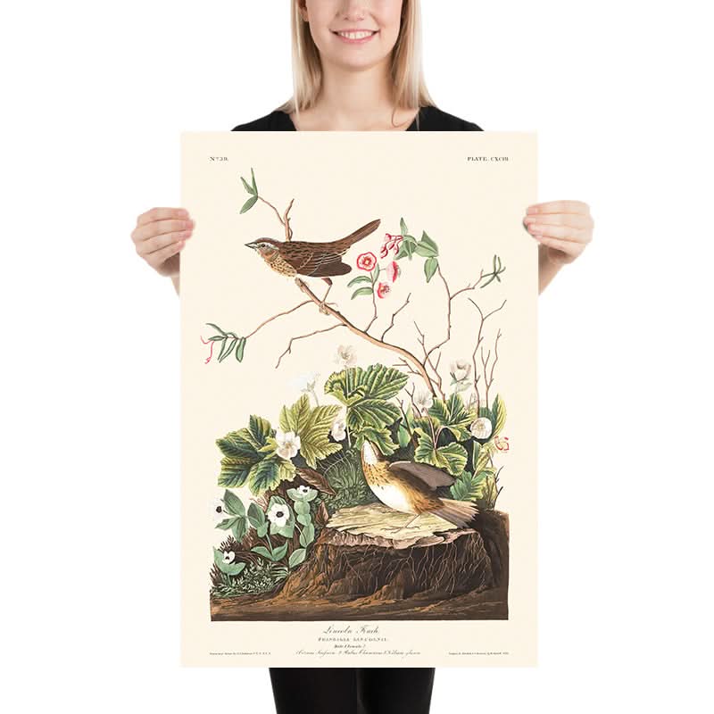 Lincoln Finch di John James Audubon, 1827 