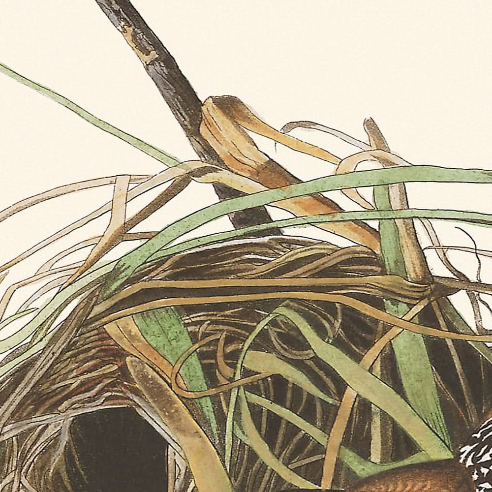 Sumpfzaunkönig von John James Audubon, 1827