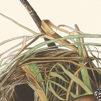 Marsh Wren von John James Audubon, 1827 