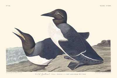 Guillemot fou de John James Audubon, 1827