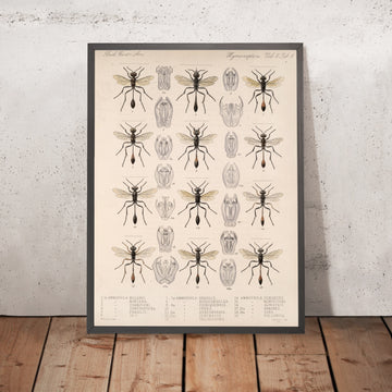 A framed image of 