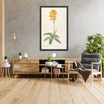 A framed image of Ornithogalum aureum (Plate 19) by Pierre Joseph Redouté, 1805