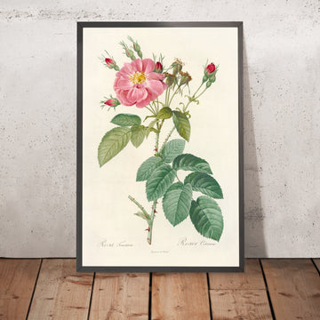 A framed image of Downy Rose (Rosa tomentosa) by Pierre Joseph Redouté, 1817