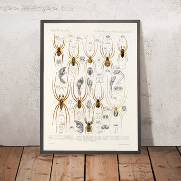 A framed image of 