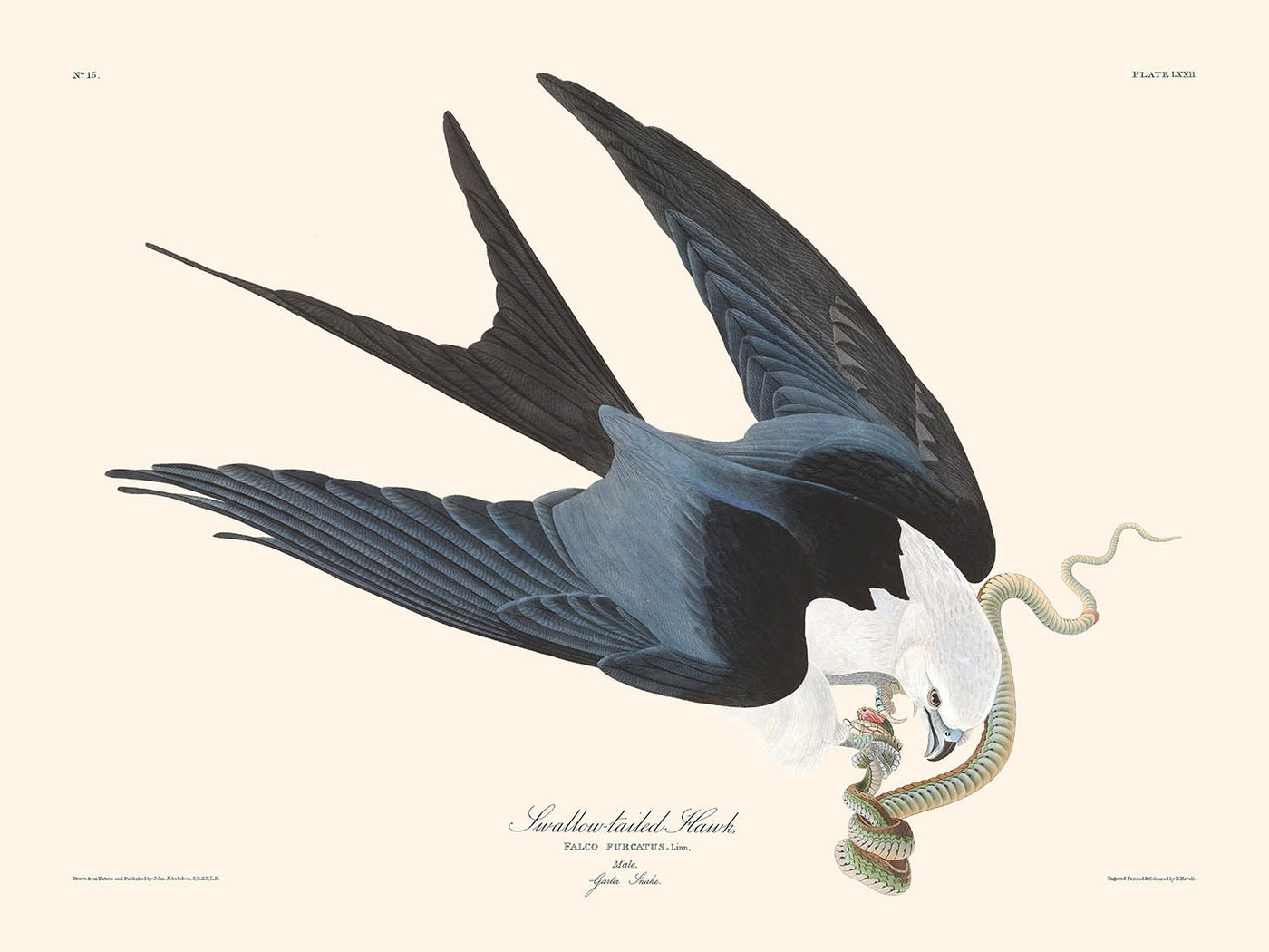 Swallow-tailed Hawk by John James Audubon, 1827