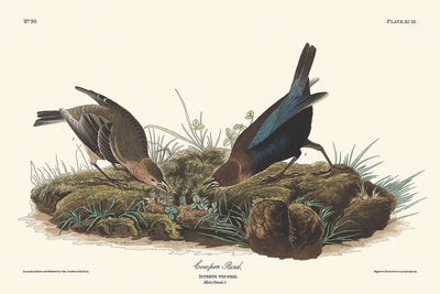 "Kuhstallvogel von John James Audubon, 1827"