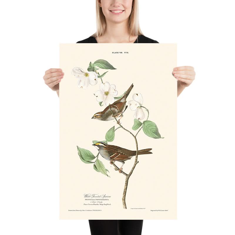 Passero dal collare bianco di John James Audubon, 1827 