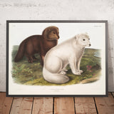 Arctic Fox (Vulpes lagopus) Winter & Summer pelage by John Woodhouse Audubon, 1845
