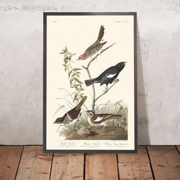 Lark Finch, Prairie Finch, Brown Song Sparrow by John James Audubon, 1827