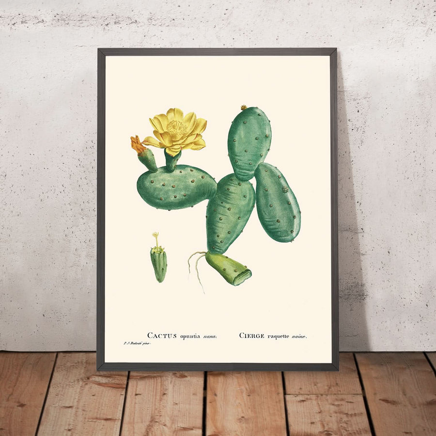 Cactus Opuntia Nana di Pierre-Joseph Redouté, 1802 