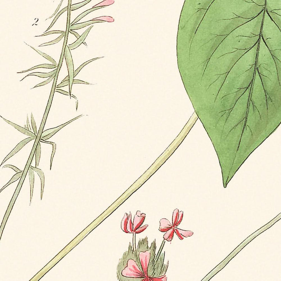 Il Bunting di Henslow di John James Audubon, 1827 