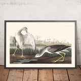 Erzählende Godwit oder Schnepfe von John James Audubon 1827 