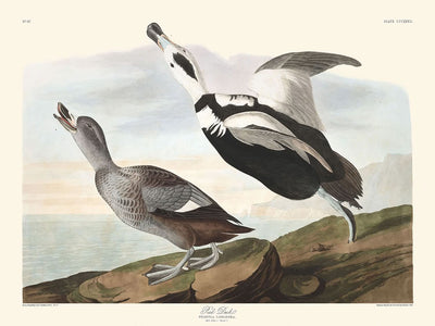 Pied Duck by John James Audubon, 1827