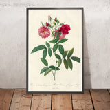 Rosa hudsoniana subcorymbosa by Pierre Joseph Redouté, 1817