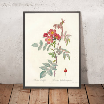 A framed image of Rosa rubrifolia by Pierre Joseph Redouté, 1817