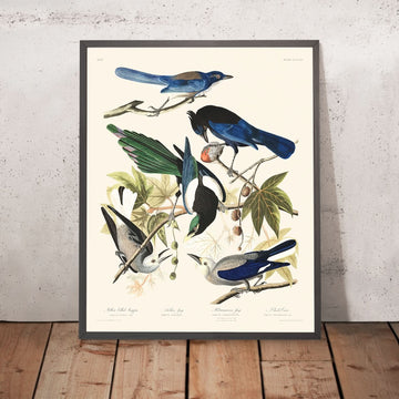 Magpie dal Becco Giallo, Jay di Steller, Jay Ultramarino, Corvo di Clark di John James Audubon, 1827 