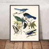 Magpie dal Becco Giallo, Jay di Steller, Jay Ultramarino, Corvo di Clark di John James Audubon, 1827 