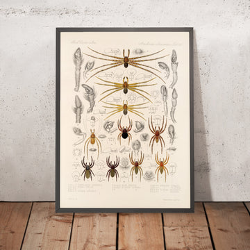 A framed image of 