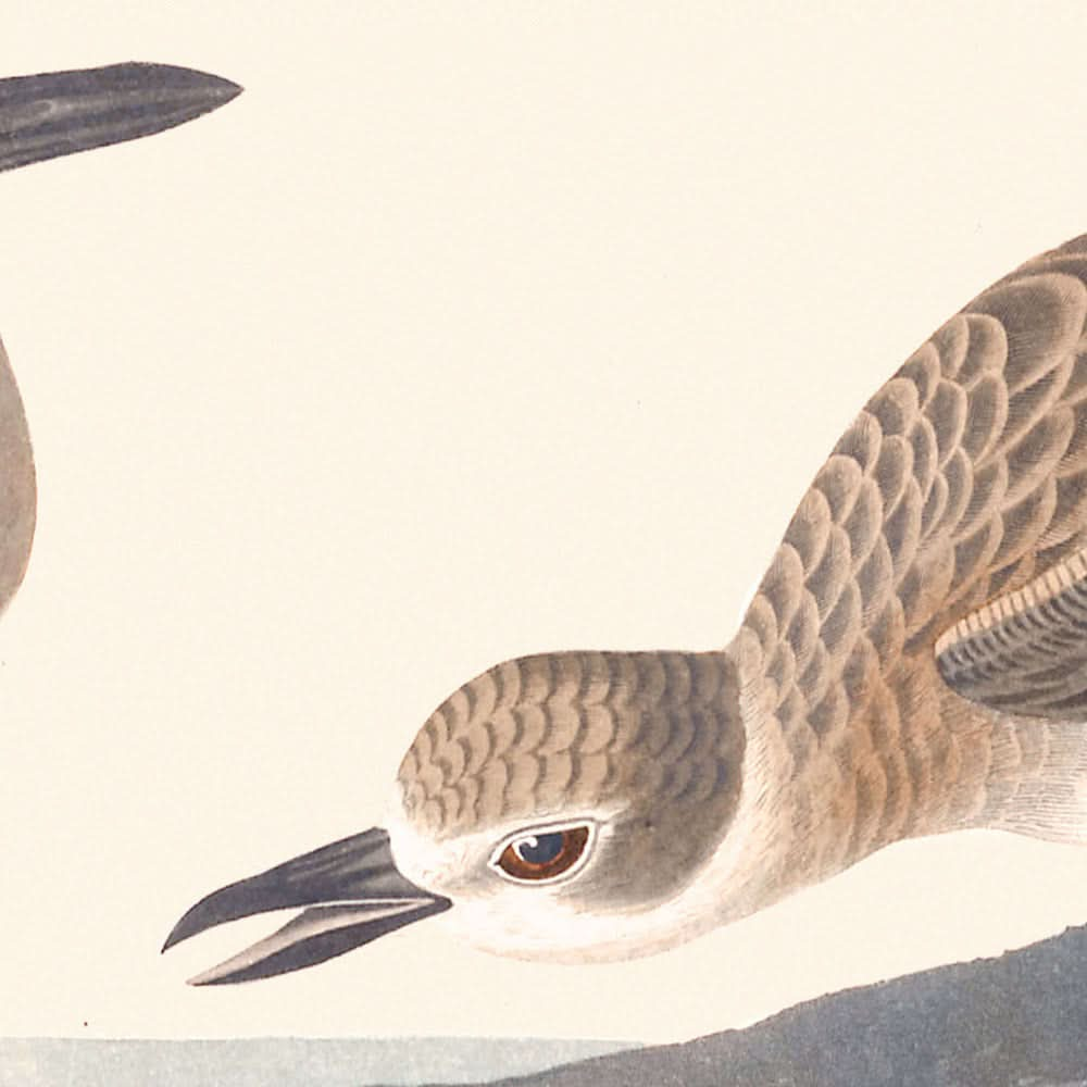 Wilsons Regenpfeifer von John James Audubon, 1827