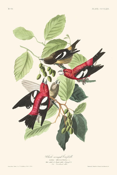 Weißflügel-Fichtenkreuzschnabel von John James Audubon, 1827