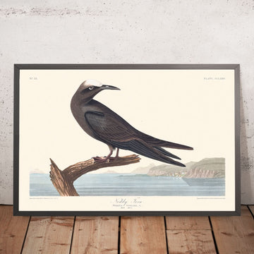 Noddy Tern di John James Audubon, 1827 