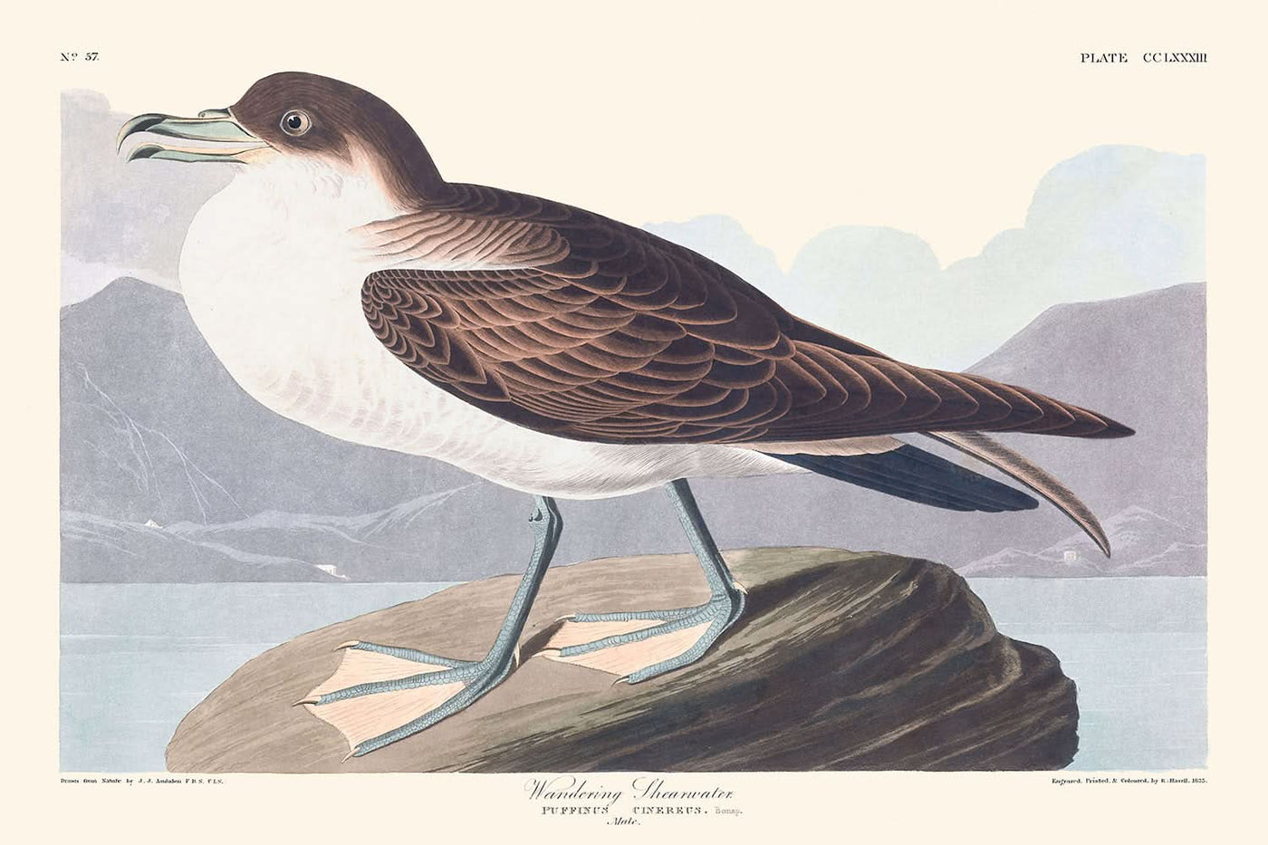 Puffin errant de John James Audubon, 1827