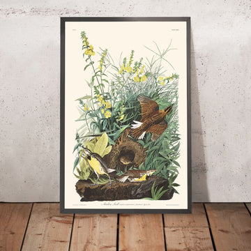 Largo Prato di John James Audubon, 1827 