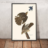Stanley Hawk von John James Audubon, 1827 