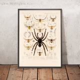 Spiders (Arachnida Araneidea, Plate 11) by Frederick DuCane Godman, 1879