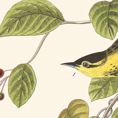 Reinita carbonatada de John James Audubon, 1827