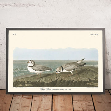 Piping Plover von John James Audubon, 1827 