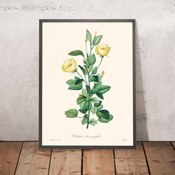 Reduta Heterophylla par Pierre-Joseph Redouté, 1802