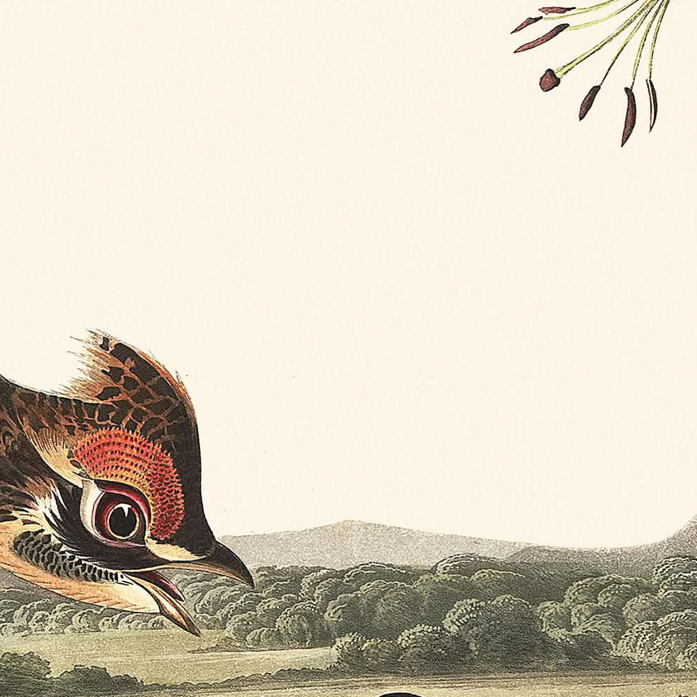 Pinniertes Moorhuhn von John James Audubon, 1827