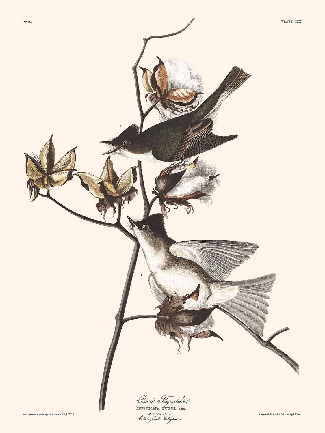 Kiebitzschnäpper von John James Audubon, 1827