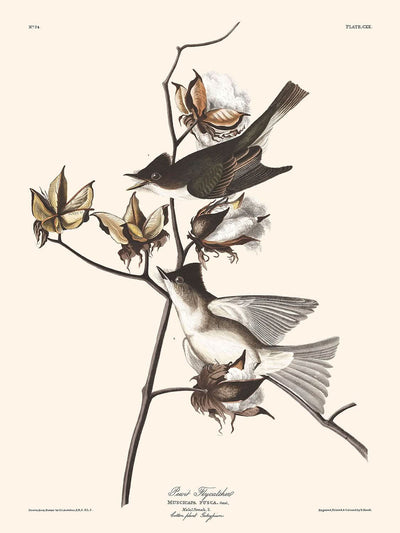 Papamoscas pewit de John James Audubon, 1827