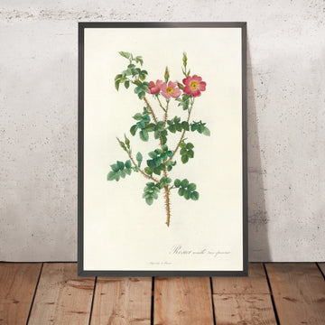 A framed image of Sweet Briar (Rosa rubiginosa) by Pierre Joseph Redouté, 1817