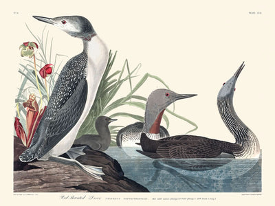 Sterntaucher von John James Audubon, 1827