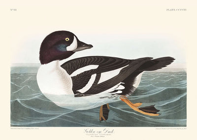 Pato de ojos dorados (Lámina 403) de John James Audubon, 1827