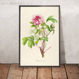 Paeonia montana (Plate 1) by Pierre Joseph Redouté, 1813