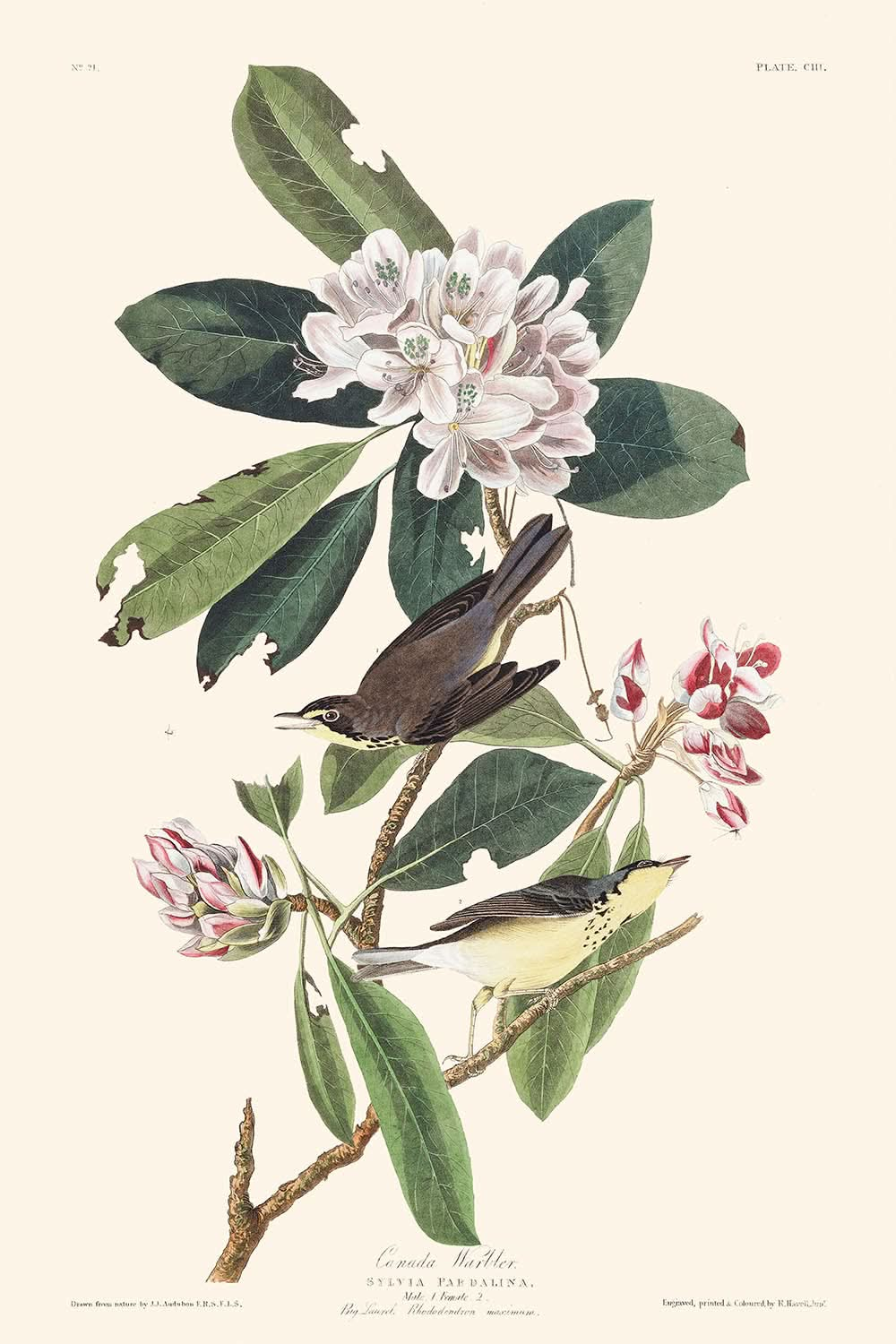 Kanadawaldsänger von John James Audubon, 1827