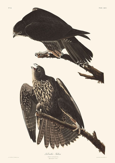 Faucon du Labrador par John James Audubon, 1827