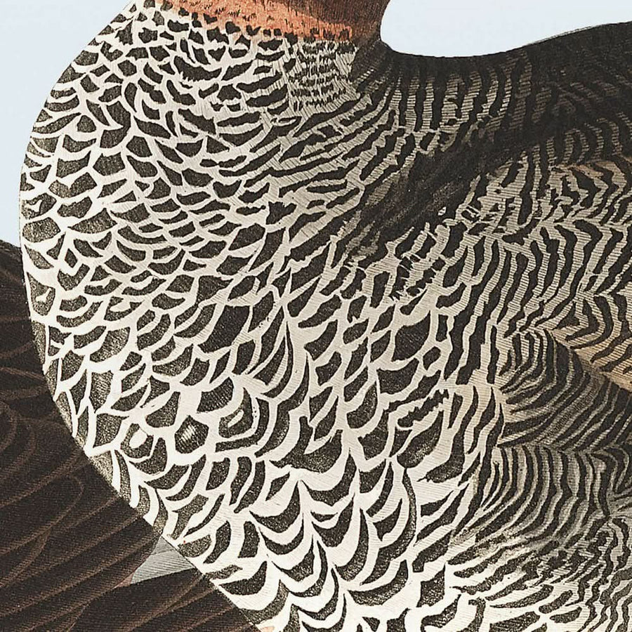 Anatra Gadwall di John James Audubon, 1827 