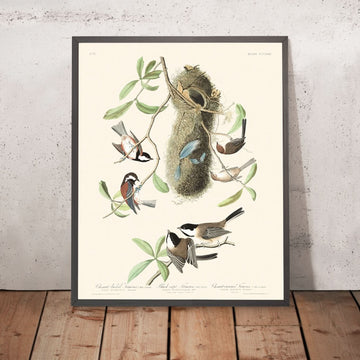 Cincia dal dorso castano, Cincia dal cappuccio nero e Cincia dal cappuccio castano di John James Audubon 1827 