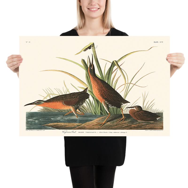 Virginia Rail di John James Audubon, 1827 